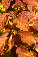 Branch of a tree with leaves in the autumn