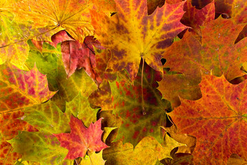 Multi colored fallen autumn leaves background