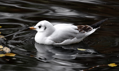 Möwe im schwarzen Teich