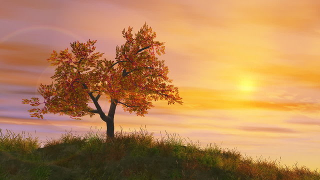 autumn tree at golden sunset, time lapse