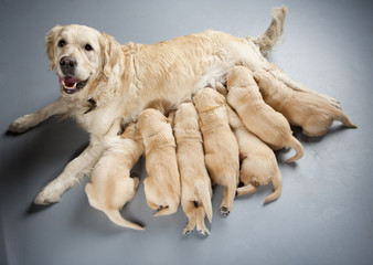 female dog of golden retriever with puppies