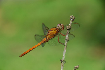 Libellula