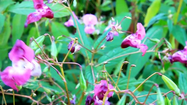 indisches Springkraut