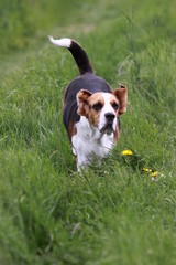 Beagle