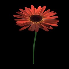 gerbera flower