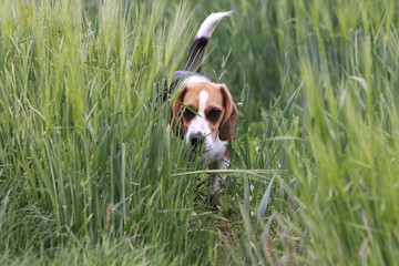 Beagle in einem Kornfeld