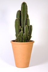 Kaktusgruppe