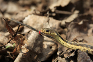 Garter Snake