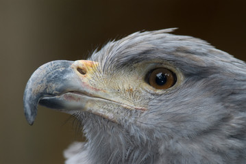 Crowned Solitary Eagle (Harpyhaliaetus coronatus)