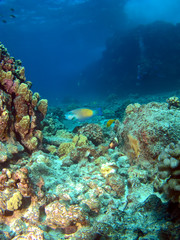Fototapeta na wymiar Parrot Fish on a Hawaiian Reef