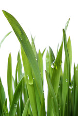 Obraz premium grass with clear large dew drops on white background