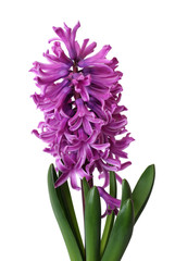 pink hyacinth on white background