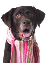 Labrador in a scarf