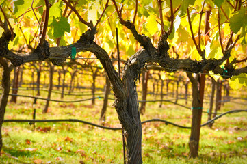 Vineyard