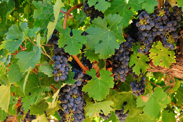 Grapes on Vine