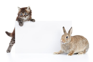 rabbit and cat