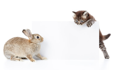 bunny and kitten