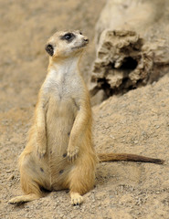 Fototapeta premium Female Meerkat by Cave