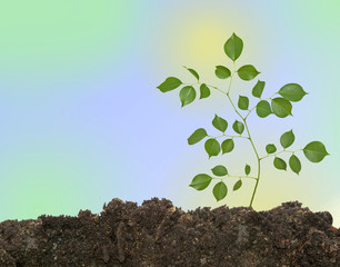 Tree shoot isolated on  background