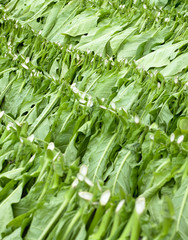 Obraz premium tobacco harvest, Ciego de Avila Province, Cuba
