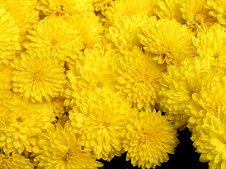 blossoming chrysanthemum