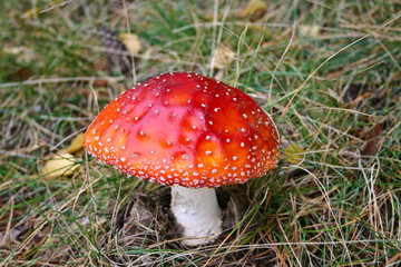 Fly amanite fungi, mushroom in a forest