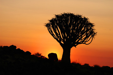 Naklejka premium Köcherbaum Namibia,