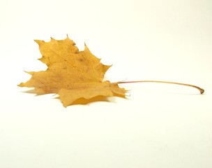 Autumn maple leaf