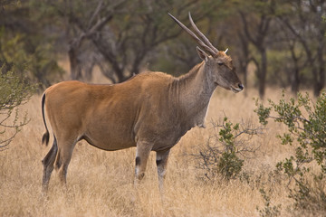 Eland
