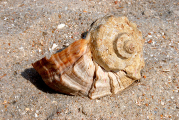 seashell on song