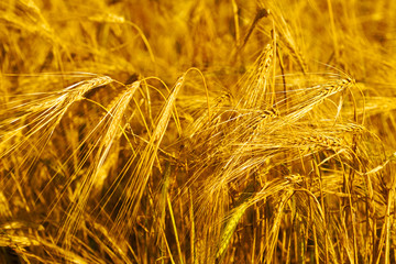 Wheaten field in a sunny day