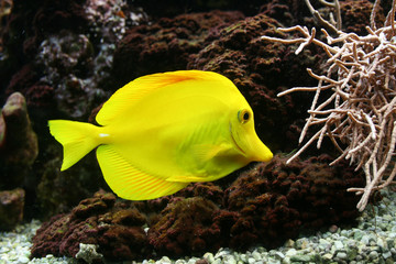 Gelber Fisch