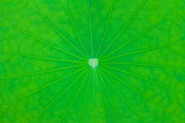 Texture of tropical leaf