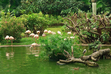 Flamingo in Kowloon park