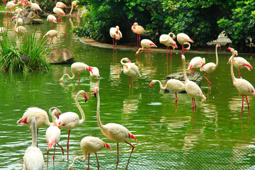 Flamingo in Kowloon park