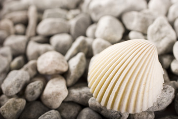 shell