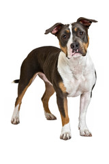 american staffordshire terrier standing