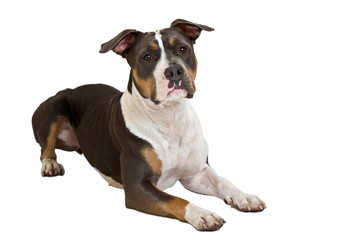 clever staffordshire terrier