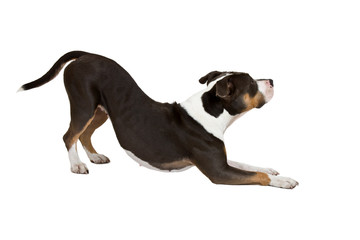 smart staffordshire terrier