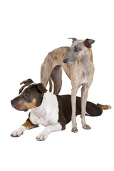 american staffordshire terrier and whippet
