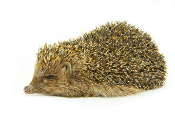 hedgehog