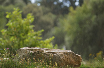 Stein und Vegetation im Regen