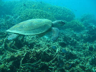 Hawksbill turtle (Eretmochelys imbricata)