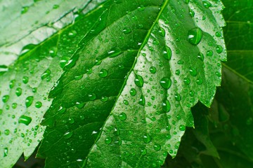 leaf and drop