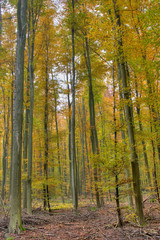 Bunter Laubwald im Herbst