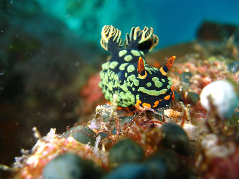 Nudibranch (Nembrotha kubaryana)