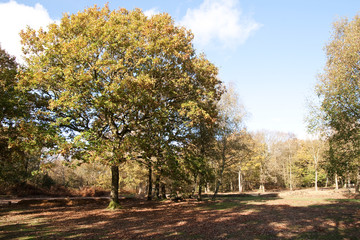 typical English woodland in autumn