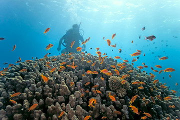 Diver under the coral reef
