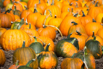 Kürbisse Kalifornien USA