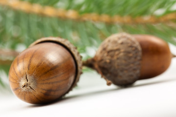 acorn (Eichel)